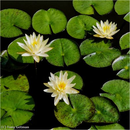 Missing Image: i_0039.jpg - Water Lillies
