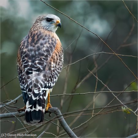 Missing Image: i_0044.jpg - Red Shouldered Hawk