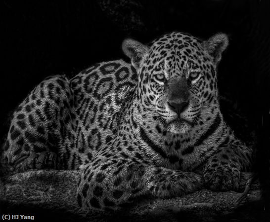 Missing Image: i_0053.jpg - Jaguar