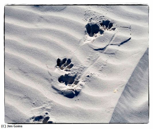 Missing Image: i_0059.jpg - Early Morning Racoon Tracks