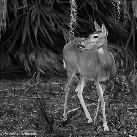 Missing Image: i_0069.jpg - Doe, a deer