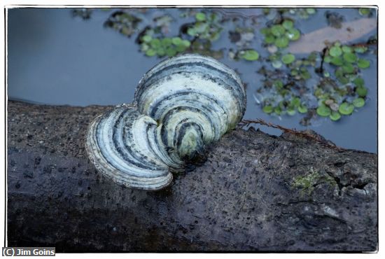 Missing Image: i_0017.jpg - Mushroom-on-Log
