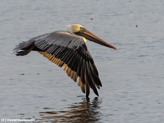 Missing Image: i_0028.jpg - Pelican in flight