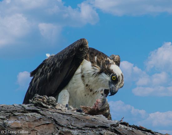 Missing Image: i_0029.jpg - Osprey Dinner