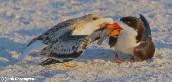 Missing Image: i_0032.jpg - Here-son-Black-Skimmers