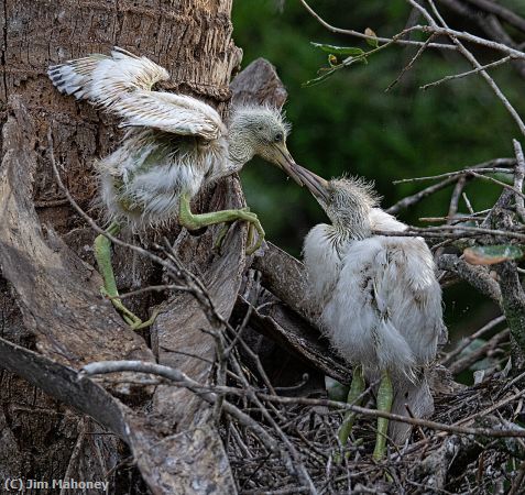Missing Image: i_0037.jpg - Two Chicks