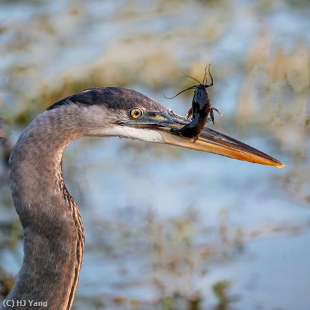 Missing Image: i_0042.jpg - Nice Catch