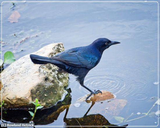 Missing Image: i_0044.jpg - Water's Cold