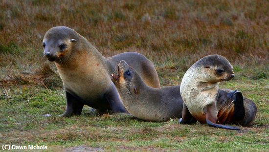 Missing Image: i_0054.jpg - Fur Seal Pup Trio