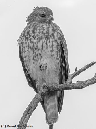 Missing Image: i_0060.jpg - Hawk