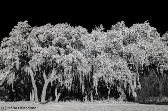 Missing Image: i_0070.jpg - Kapok in Xray