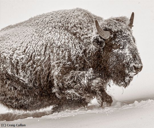 Missing Image: i_0072.jpg - Winter Forage