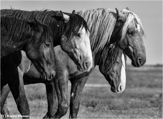 Missing Image: i_0083.jpg - EquineCartel