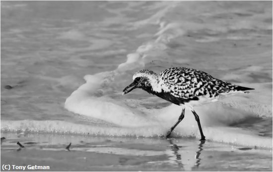 Missing Image: i_0085.jpg - Grey Plover