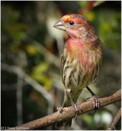 Missing Image: i_0004.jpg - House Finch