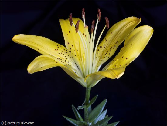 Missing Image: i_0014.jpg - Asian Lilly