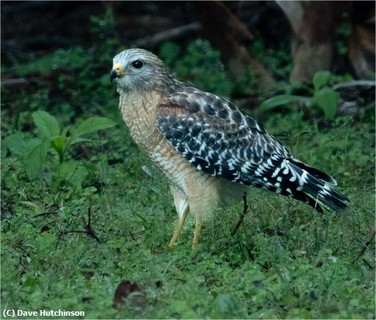 Missing Image: i_0015.jpg - Red Shouldered Hawk