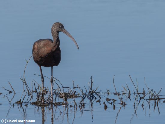 Missing Image: i_0023.jpg - Glossy Ibis