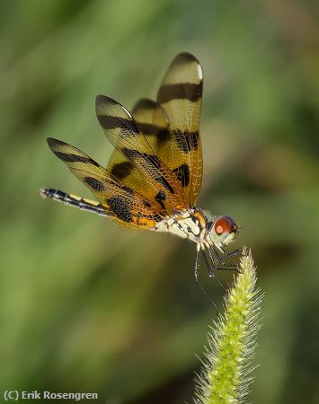 Missing Image: i_0026.jpg - Draggonfly-on-his-perch