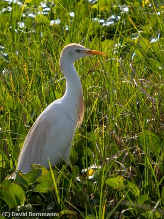 Missing Image: i_0001.jpg - Cattle Egret