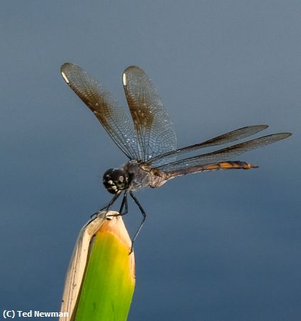Missing Image: i_0007.jpg - landing
