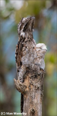 Missing Image: i_0013.jpg - StickBirdwithChick