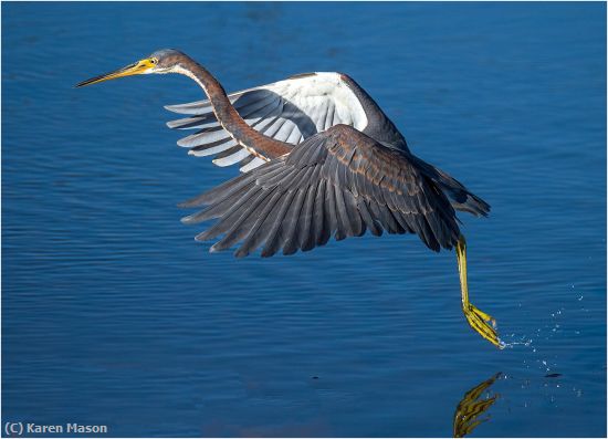 Missing Image: i_0017.jpg - LeapBird