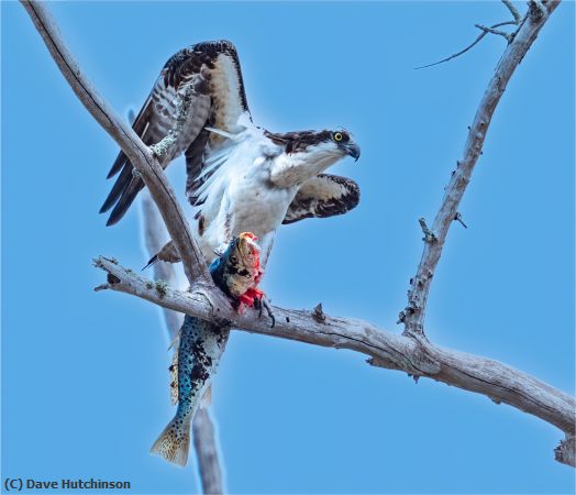 Missing Image: i_0020.jpg - Osprey displays his catch