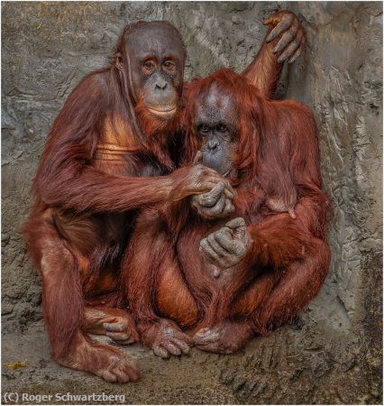 Missing Image: i_0026.jpg - True Love