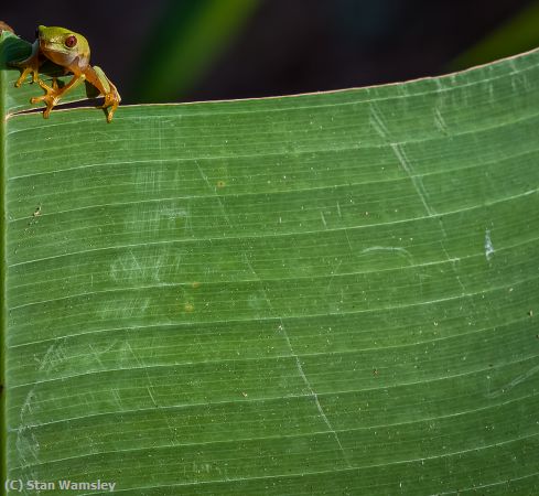 Missing Image: i_0029.jpg - EnsenadaLeafFrog