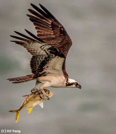 Missing Image: i_0030.jpg - Big catch