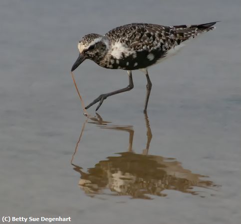 Missing Image: i_0032.jpg - My-favorite-snack-Black-bellied-Plov