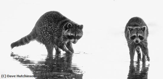 Missing Image: i_0061.jpg - Raccoons fishing