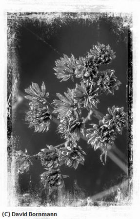 Missing Image: i_0083.jpg - Dried Plant