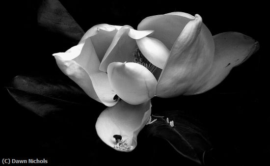 Missing Image: i_0085.jpg - Pollen In White