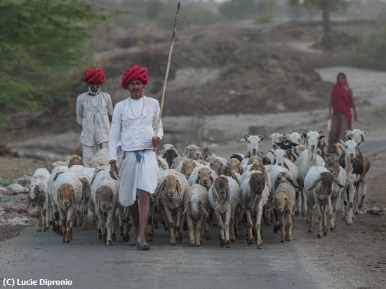 Missing Image: i_0003.jpg - Rabari Life