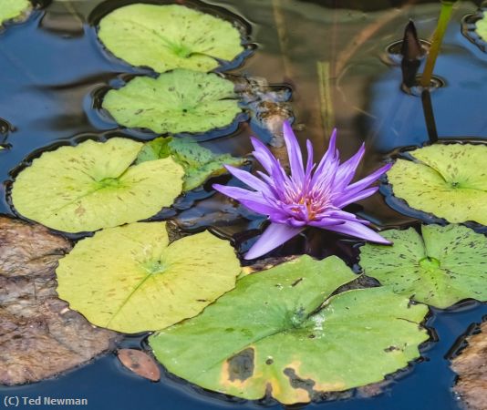 Missing Image: i_0007.jpg - flower with company