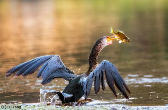 Missing Image: i_0011.jpg - Good catch