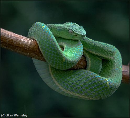 Missing Image: i_0016.jpg - CostaRicanVenomousSnake