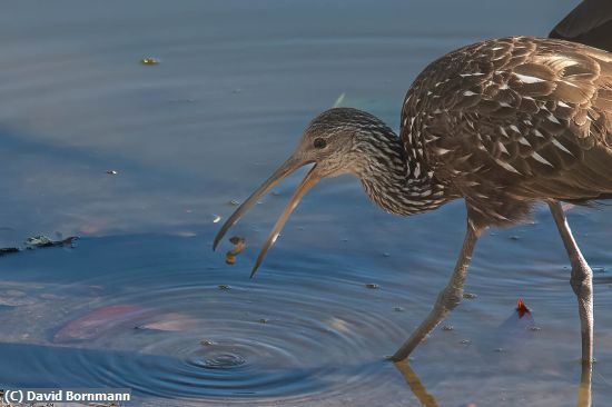 Missing Image: i_0023.jpg - Limpkin Chow