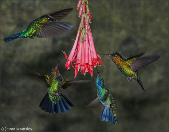 Missing Image: i_0029.jpg - HummingbirdFeeder