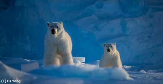 Missing Image: i_0030.jpg - Mom and cub