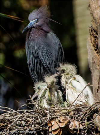 Missing Image: i_0032.jpg - Mother and Her Babies