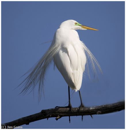 Missing Image: i_0033.jpg - Windy-Egret