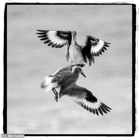 Missing Image: i_0067.jpg - Willet-mating-flight