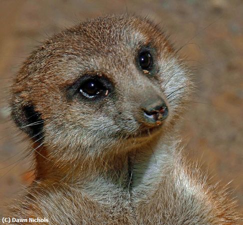 Missing Image: i_0004.jpg - The Meerkat Gaze