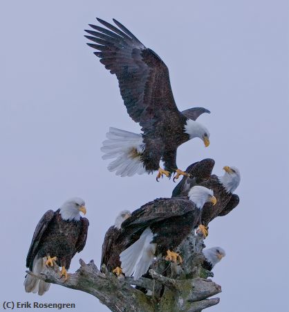 Missing Image: i_0007.jpg - 6-is-a-crowd-Bald-Eagles