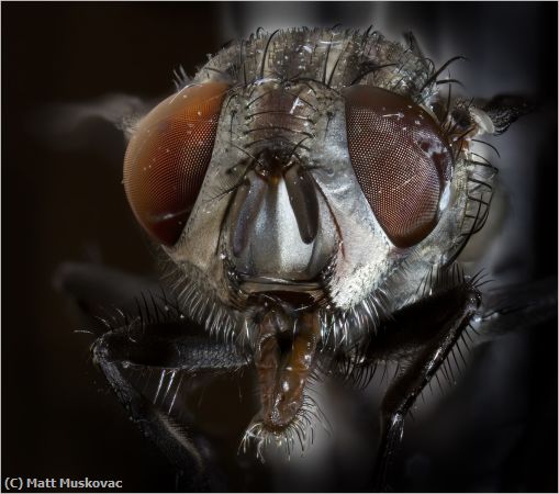 Missing Image: i_0014.jpg - House Fly