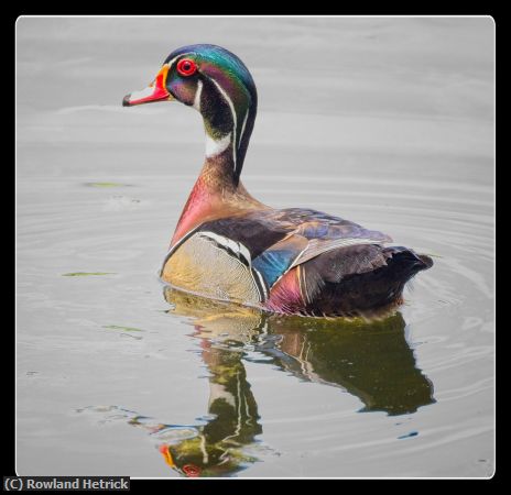 Missing Image: i_0018.jpg - Wood Duck
