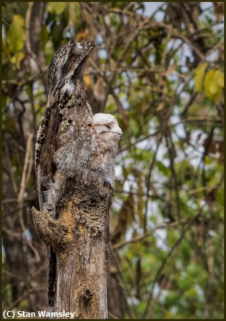 Missing Image: i_0022.jpg - CoastaRicianStickBirdWithChick